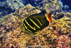 Sailfish Tang Surgeonfish, Hawaii by Alison Ranheim 